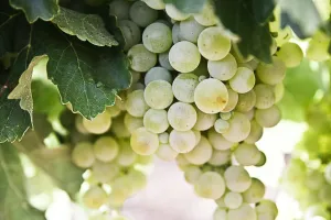grape